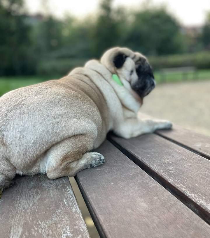 MdSomon15151775's tweet image. Pug kisses are the sweetest currency. 😘❤️&quot;

#puglife #pugstuff #puglove #pug