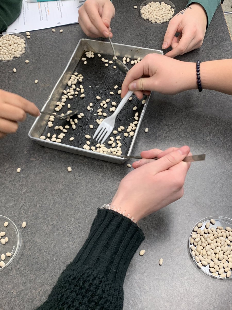 Natural Selection demonstrated through the Bean Game 🦁🐠🐴  #biochat #biologylesson #teach180