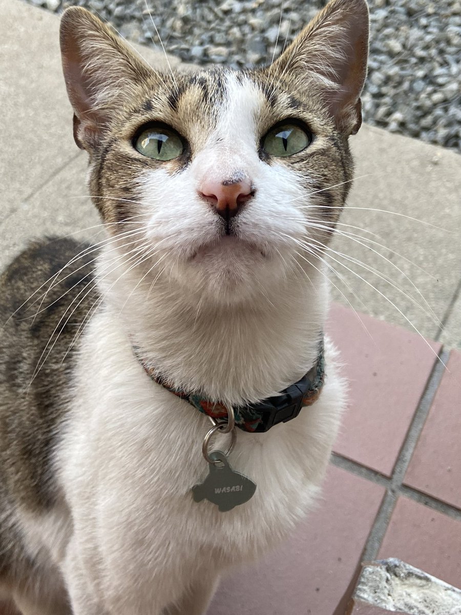MrsTrout00's tweet photo. @Pezzy__ Day 6 of getting Pezzys attention. Today I’m including a picture of my 🐱 https://t.co/PWSuX6QIt3