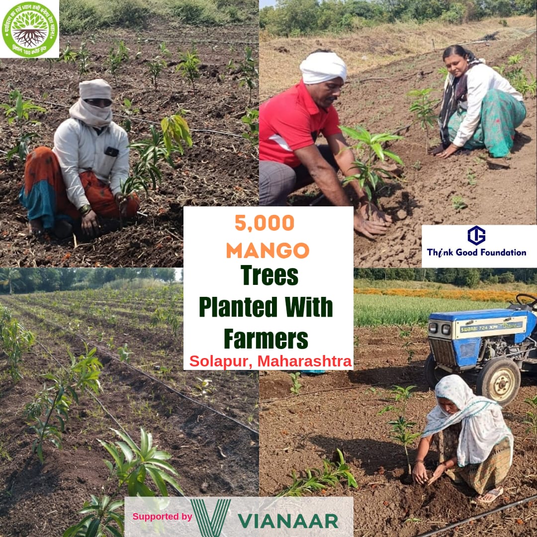 Supporting Farmers : Fruit tree planting with small scale farmers . #farmers #supportfarmers #treeplantingwithfarmers #mission100croretree @VianaarHomes @ThinkGoodFound1 @AdtAmbrish @CSR_India @earthdayindia @rpfcrsur @BeeAsMarine @epfosolapur @khiladigroup_ @GottliebWKeller