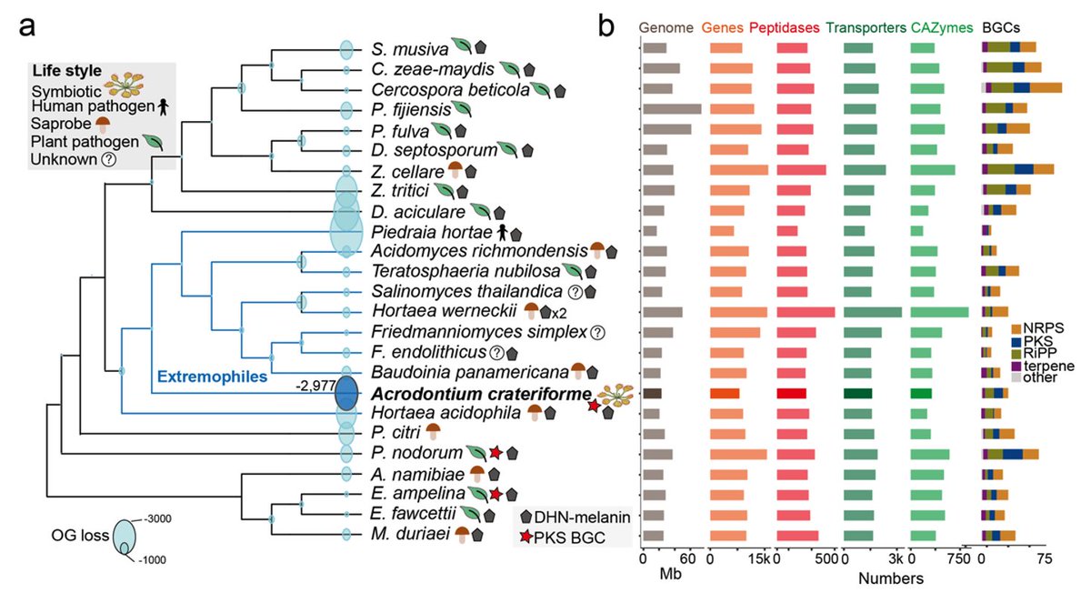 We isolated the fungus and sequenced its genome. It is grouped with extremophilic fungi capable of living in very harsh (acidic/sality) conditions. But it also lost CAZymes akins to symbiotic life style.