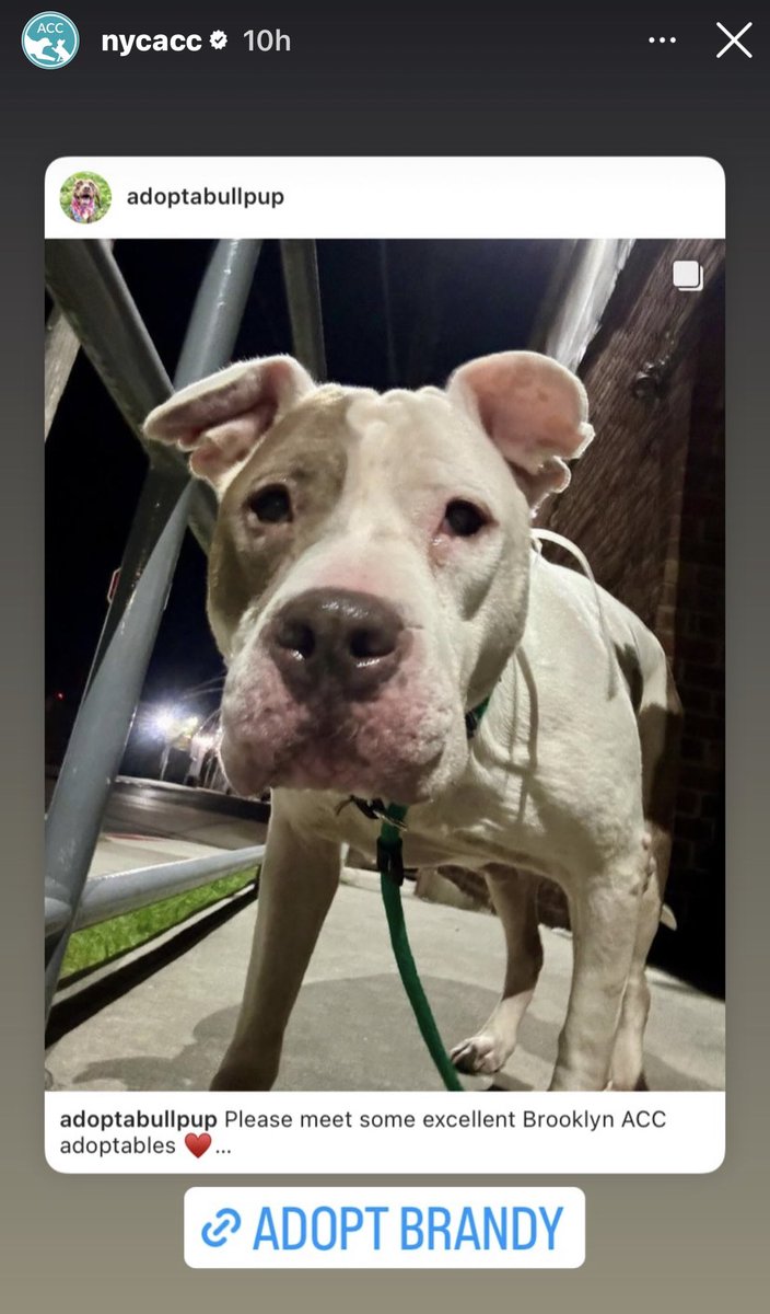 BeeDoDoobieDo's tweet image. #SaveOurSeniors #SeniorDogs
Brandy needs a 🏠 #Adopt