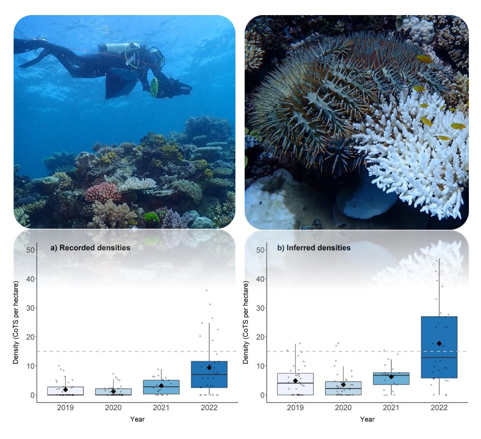 Exciting new crown-of-thorns starfish research led by @ChandlerJosie out now, featuring a novel sampling method, a renewed population irruption in the northern GBR & much more! Link to OA paper: rdcu.be/dqCHi @burn_deborah @PeterCDoll @SarahKwong4 @bethan_blue @KaiPacey