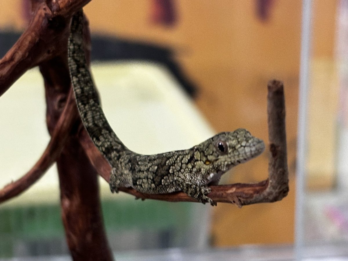 chocolatkinaco's tweet photo. 命名「ガタリ」くん🦎
#ヴェイヤールクチサケヤモリ
なかなか静謐で思慮深いヤツに見えるので、私の好きなフランスの哲学者Pierre-Félix Guattariから🤔
ガタリという語感も、一瞬ゴツゴツに見える質感としっくりくる😍
昨日も、しっかり食べてくれました🍚
#FélixGuattari
#CONPEE https://t.co/qnlfAzYt44