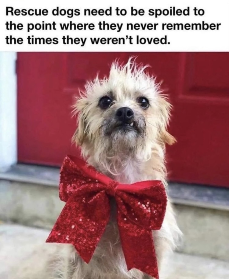 DarlingCheir's tweet photo. In The Doghouse 2022 - Make a donation to help the dogs out https://t.co/CK0rE2IbZb #doghouse-2022 via @dogsrefugehome https://t.co/sdoqnipgS7