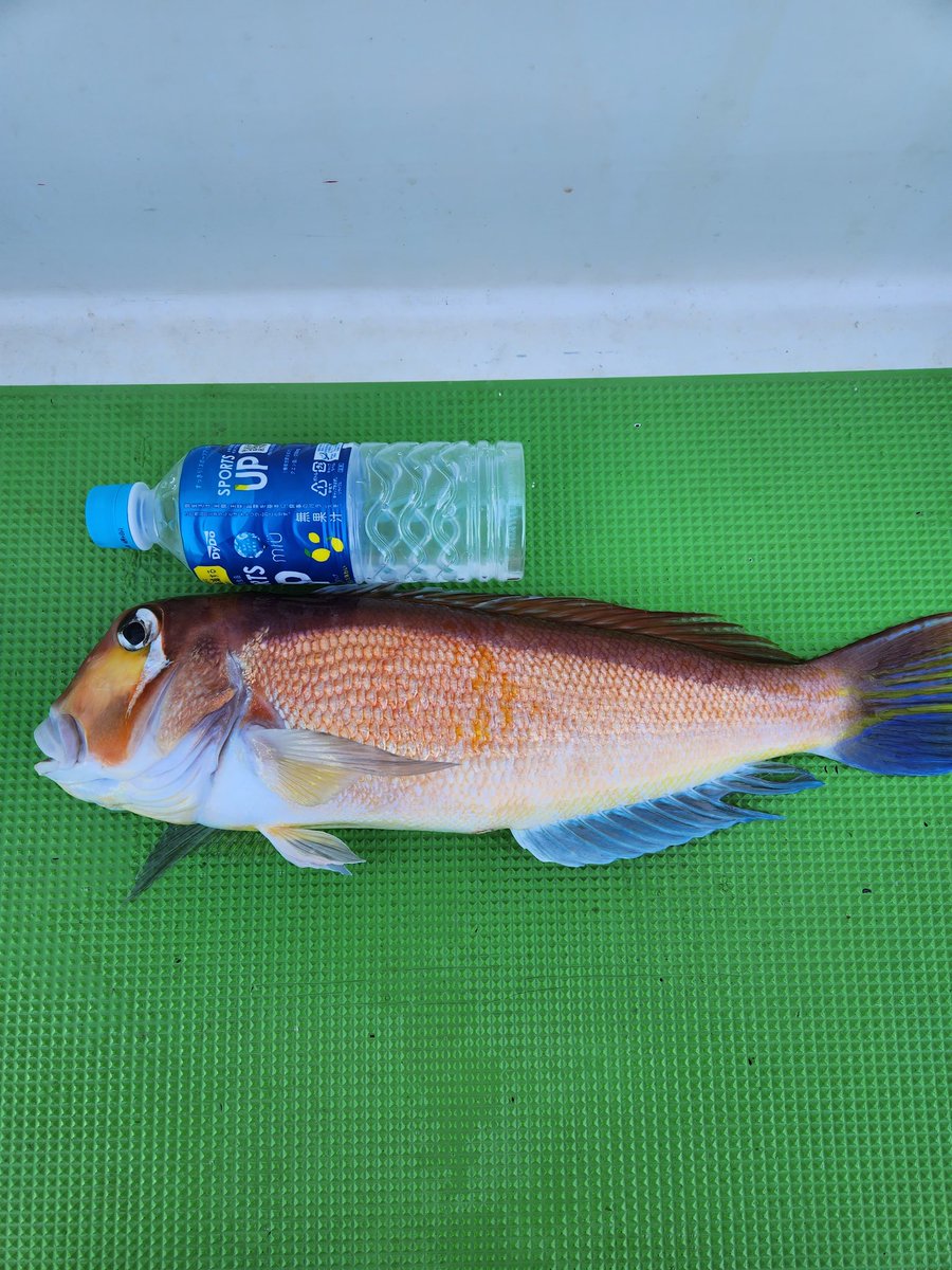 somepoyo555's tweet photo. とうとうやってやった🥹
#甘鯛
#49cm
#もう50cmでいいやん
#デカアマダイ
#平塚
#庄治郎丸 https://t.co/oYZ4ebXS4A