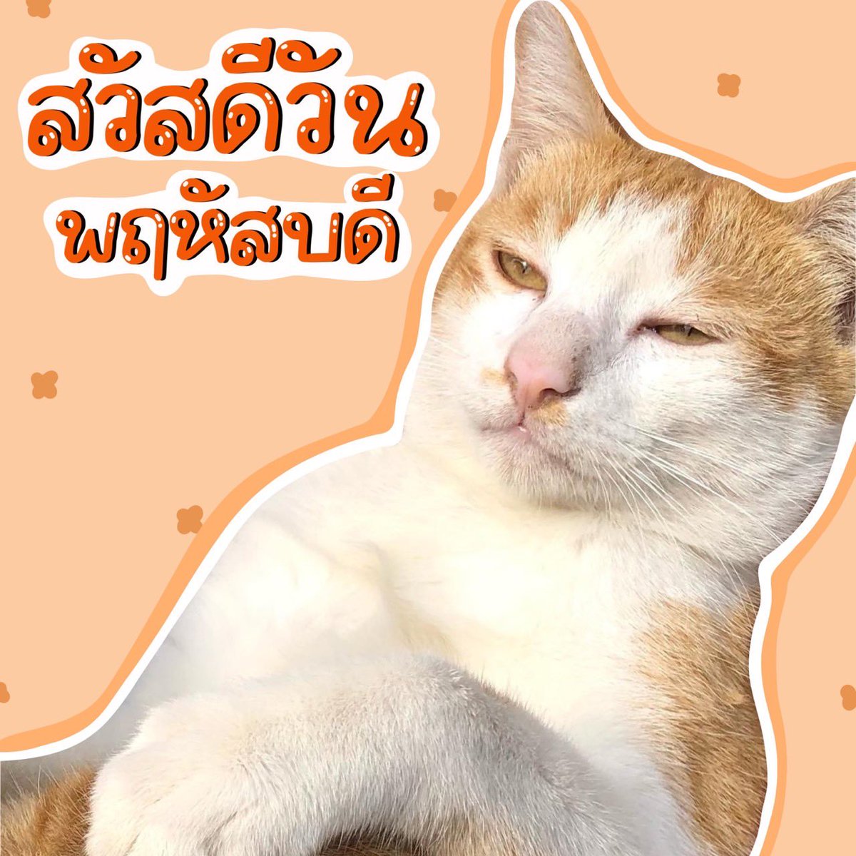หน่วยกิตแมววัว tweet media