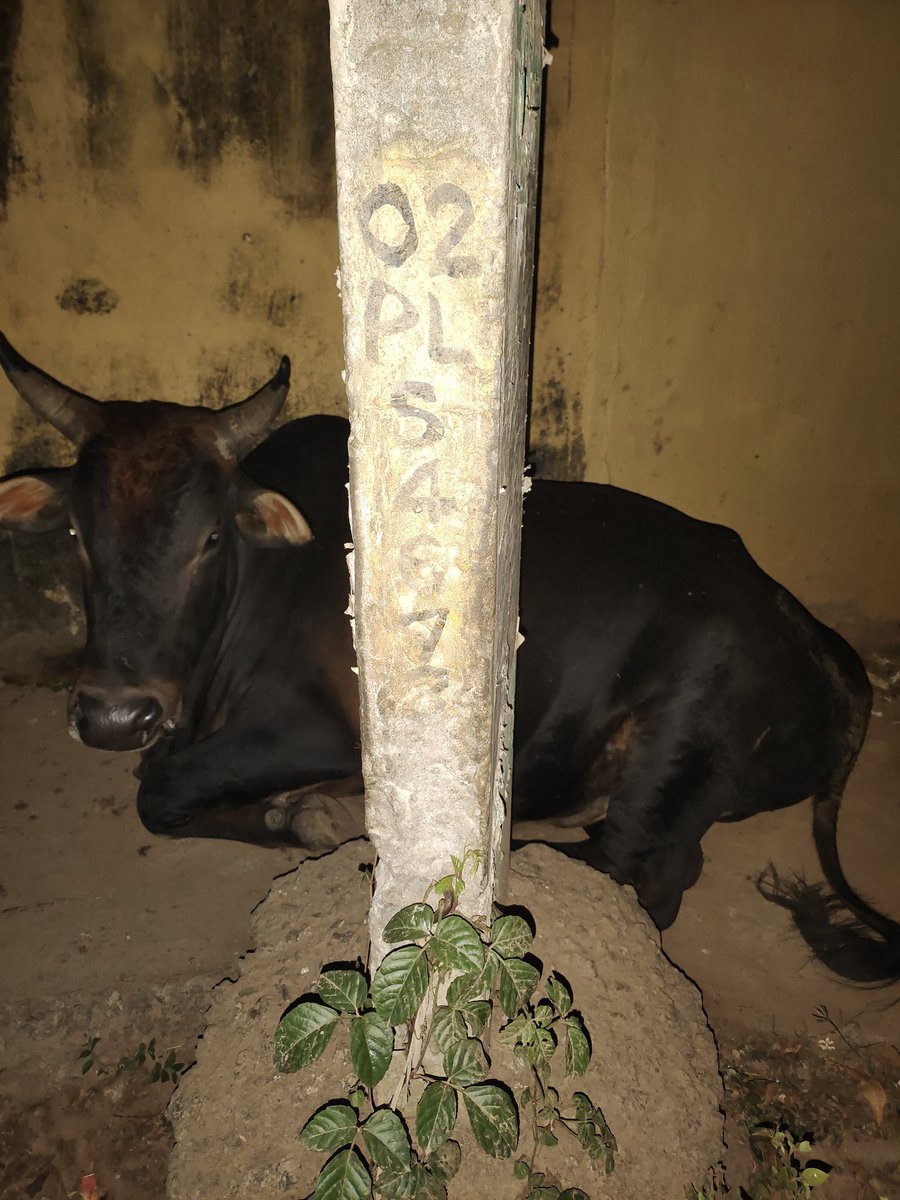 dashansuman7's tweet photo. Street light not working for a long time at Raghunath nagar phase 2 Sishupalgarh creating safety and security issues. Requesting officials for maintenance ...pls refer photos below (pole no. Mentioned ) @bmcbbsr https://t.co/ip86cq4o8B