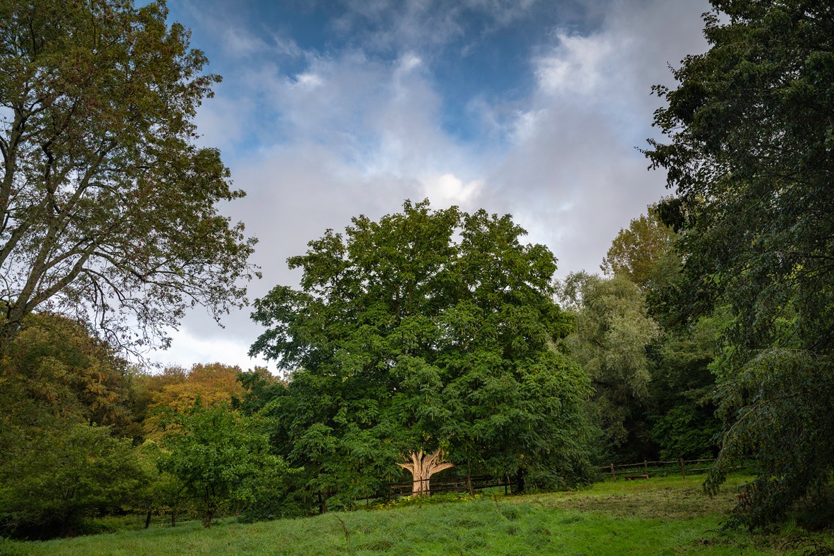 cdt62's tweet photo. L’un des arbres du Domaine de Fresnoy à #LoisonSurCrequoise, le noyer du Caucase, labellisé Arbre Remarquable de France en septembre, est nominé pour l’élection de l’#Arbre de l’année 2023 🌳

Votez pour l'arbre des #HautsdeFrance jusqu'au 18 décembre ➡ https://t.co/fBwt1efvlY https://t.co/TzSdQun4N8
