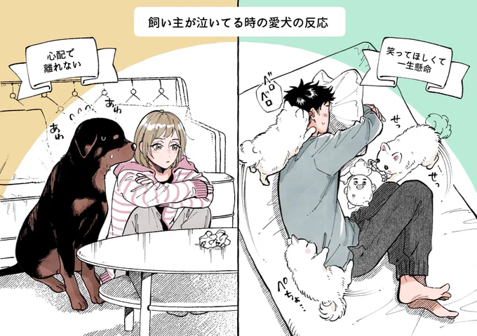 飼い主が泣いてる時の愛犬の反応(再)