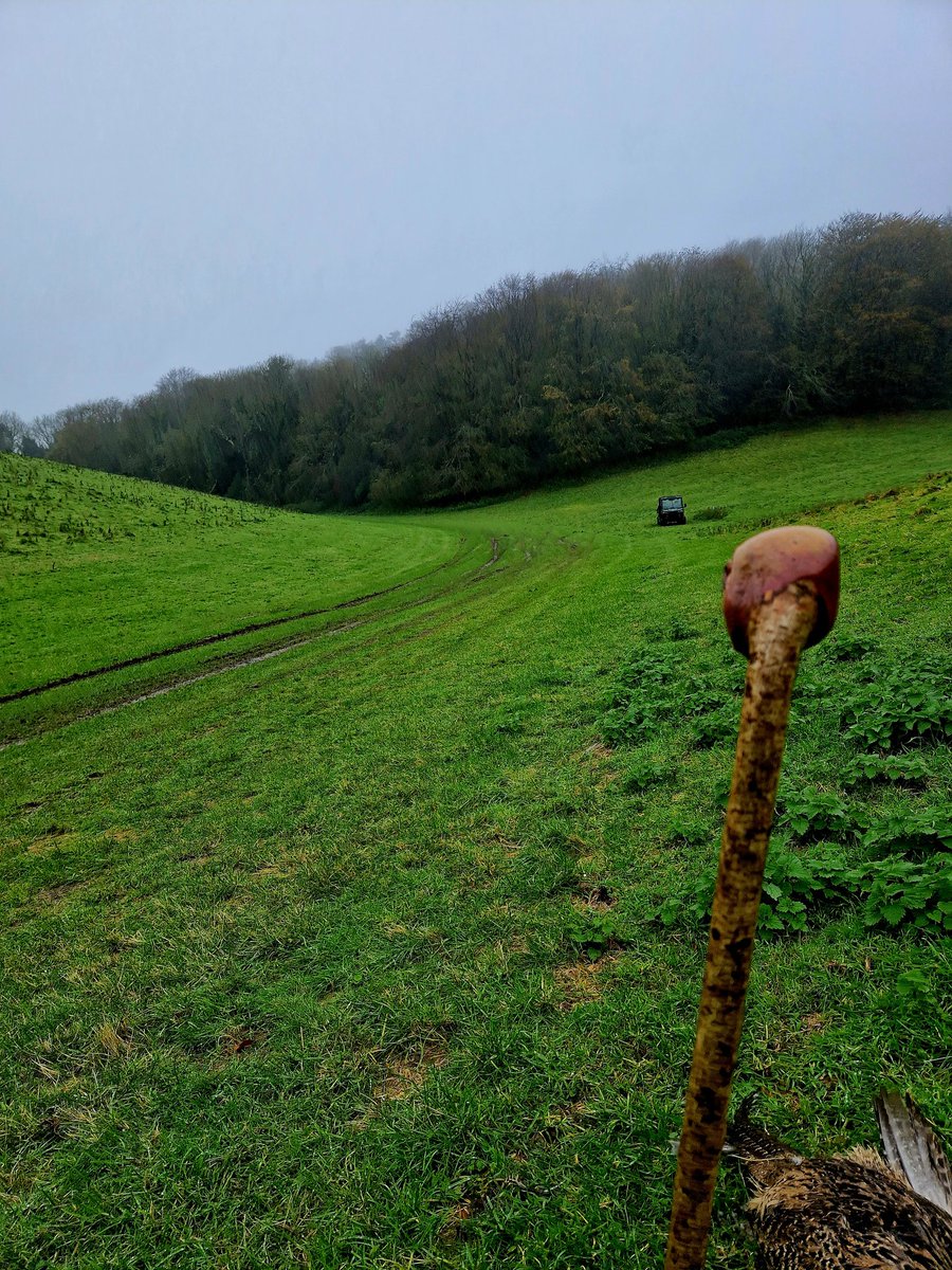 phoenix196428's tweet photo. Evie had her best sight retrieve yet, yesterday. End gun shot  a runner which she followed all the way from where we were stood to the wood. Went in the wood and returned with it . https://t.co/6UBfpbxjXg