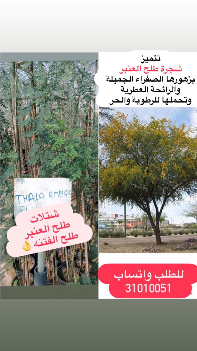 #مشتل_سمرة_خطاف #زرع_الخميس tweet media