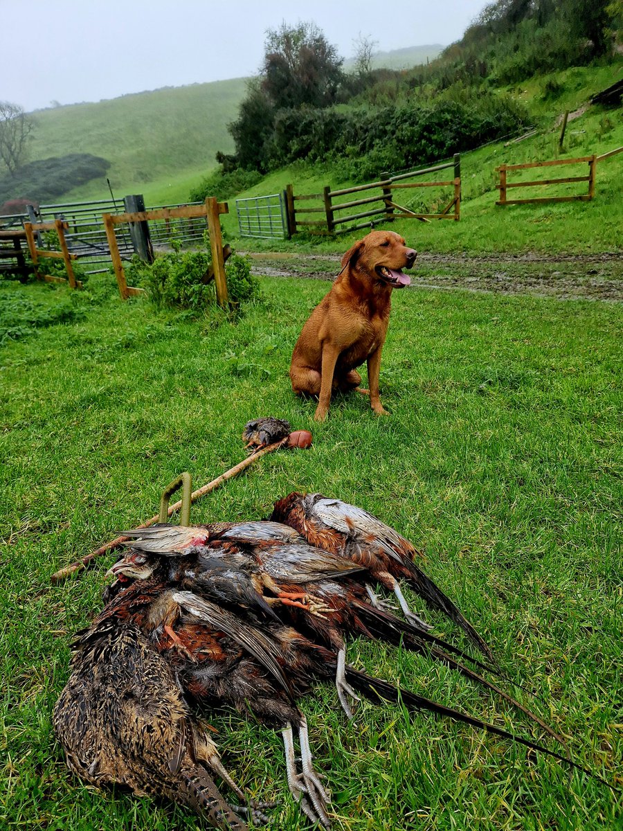 phoenix196428's tweet photo. Evie had her best sight retrieve yet, yesterday. End gun shot  a runner which she followed all the way from where we were stood to the wood. Went in the wood and returned with it . https://t.co/6UBfpbxjXg