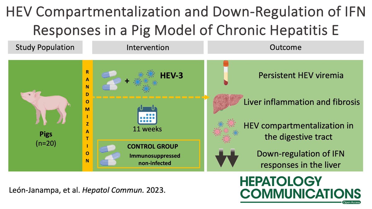INSERM U1259 "VIH et Hépatites" (@inserm_u1259) on Twitter photo L'hépatite E chronique : un nouveau modèle porcin pour mieux comprendre la pathogenèse (Diversité virale & Réponse immune). 🐖🦠🔬🧫#Collaboration @UnivTours <a href="/InsermGrdOuest/">Inserm Grand Ouest</a> <a href="/CHRU_Tours/">CHRU de Tours</a> <a href="/INRAE_VDL/">INRAE Val de Loire</a>. 📖 A lire : journals.lww.com/hepcomm/fullte… L'hépatite E chronique : un nouveau modèle porcin pour mieux comprendre la pathogenèse (Diversité virale & Réponse immune). 🐖🦠🔬🧫#Collaboration @UnivTours <a href="/InsermGrdOuest/">Inserm Grand Ouest</a> <a href="/CHRU_Tours/">CHRU de Tours</a> <a href="/INRAE_VDL/">INRAE Val de Loire</a>. 📖 A lire : journals.lww.com/hepcomm/fullte…