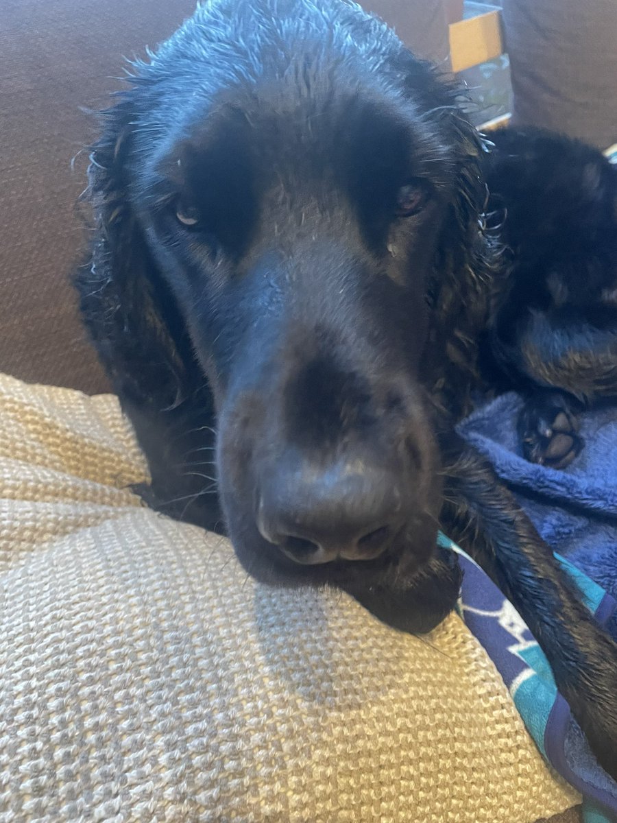 luketheflat's tweet photo. シャンプーされていい香りの俺。

#flatcoatedretriever #flatcoatedretrievers #flatie #flatmix #retriver #フラットコーテッドレトリバー https://t.co/XFx2OZMJTN