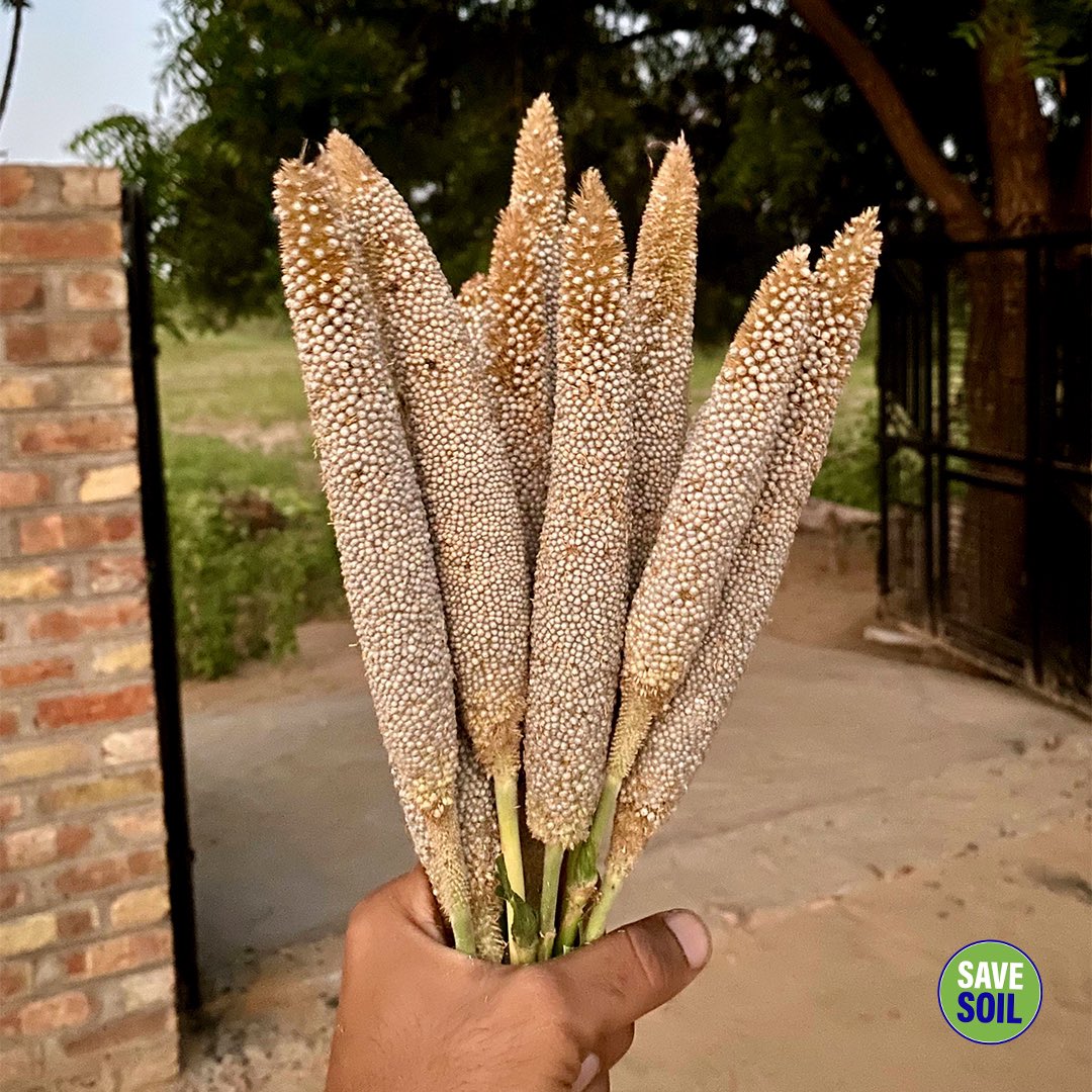 cpsavesoil's tweet photo. These aren’t your average run-of-the-mill grains – these are millets!

Millets are a group of supergrains, rich in vitamins, minerals and micronutrients. They are highly nutritious and boast the highest level of protein among all the grains. 

Eating millets helps to keep one feeling full for longer periods, which can support avoiding snacks between meals and assist with managing one’s weight.

They provide the body with an incredibly efficient slow-release source of energy, making them a cornerstone of a balanced diet and a perfect choice for people with diabetes.

#YearofMillets #IYM2023 #SaveSoil

@FAO @IYM2023 

Action Now: https://t.co/LS25olct1V