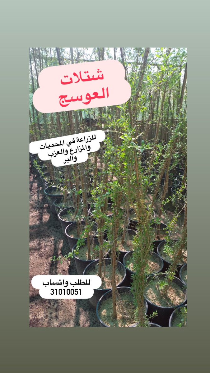 #مشتل_سمرة_خطاف #زرع_الخميس tweet media
