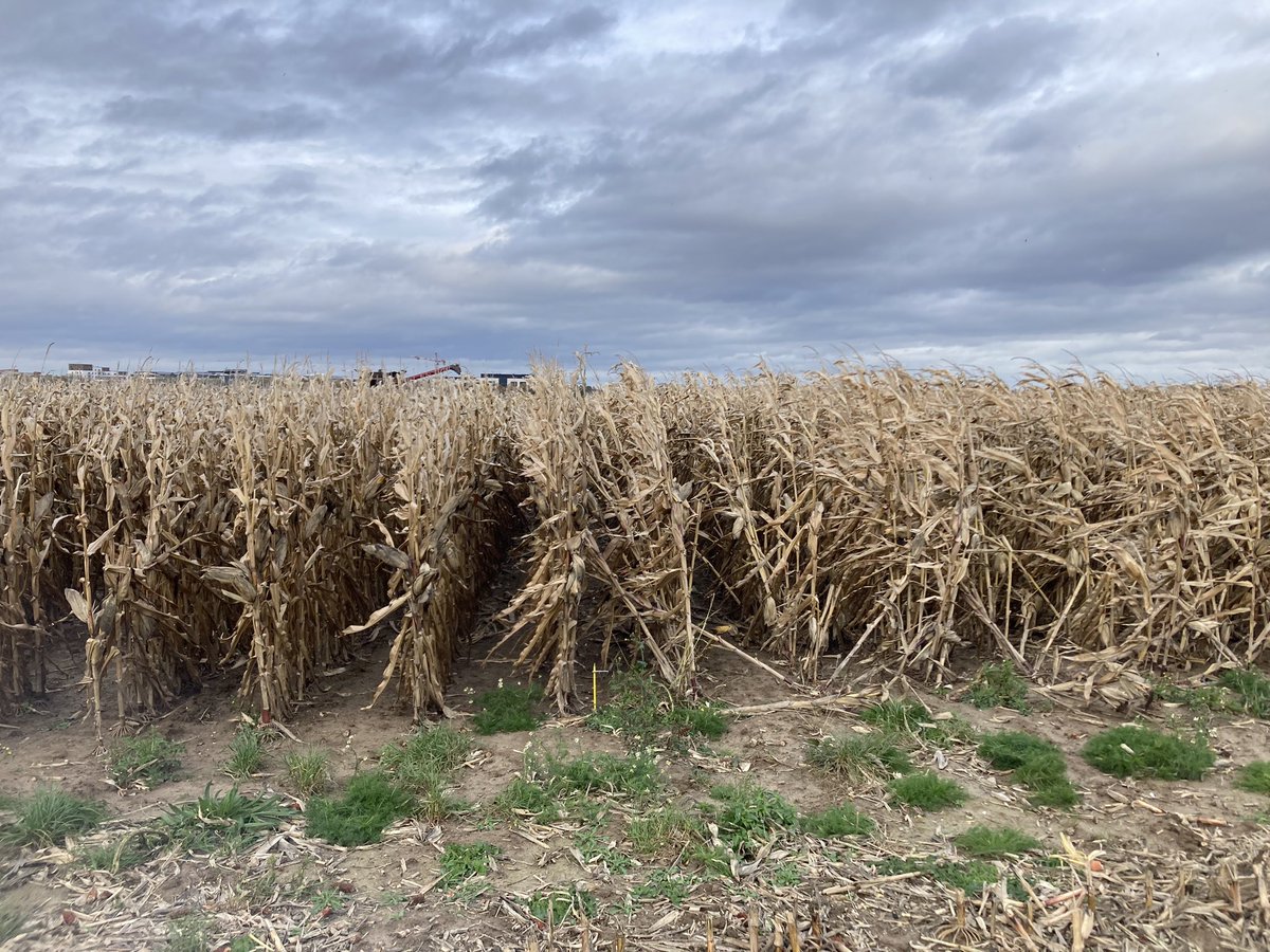 Dernière récolte essais #maïs grain 🌽 <a href="/DEKALB_FR/">DEKALB-FieldView by Bayer France</a> en Seine et Marne. Heureusement pas trop de casse après la tempête ! ✅ Quand la 🚘 ne passe pas, on sort le 🚜 ! 💪 Moyenne à 119 qtx/ha pour 29.1% humidité !