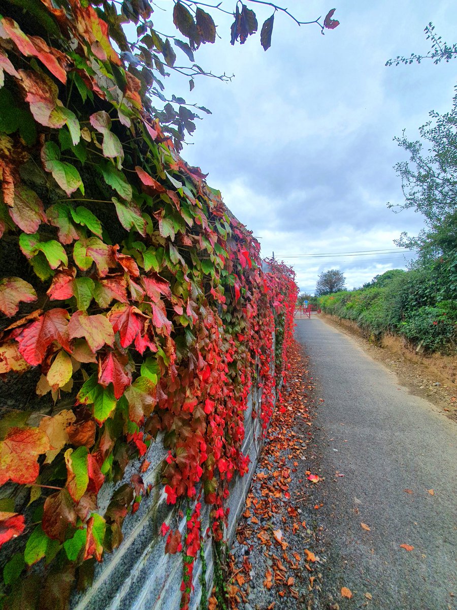 #Autumn beauty 🍁🍂🍁
#WaterfordGreenway 
#thursdayvibes 
#Grateful  #Dungarvan 
#PeaceForAll 🙏