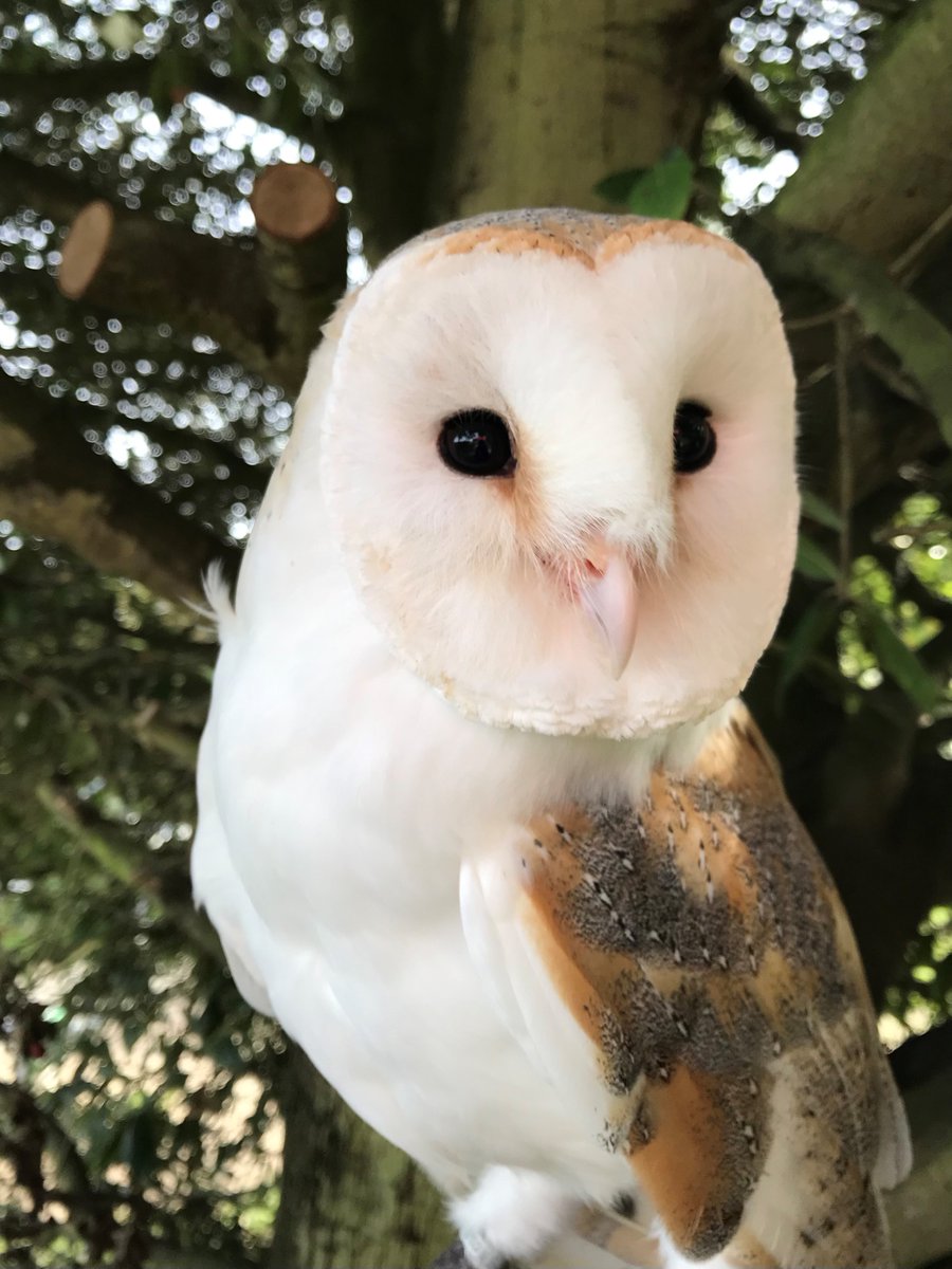 Jonny Barn Owl and his owl pals have been to some wonderful schools &amp; groups recently in Norfolk &amp; Suffolk
Sculthorpe CE Primary Academy
Colkirk CE Primary Academy
Little Snoring Community Primary Academy
Sheringham Woodfields School-Holiday Club
Keddington Guides
#conservation