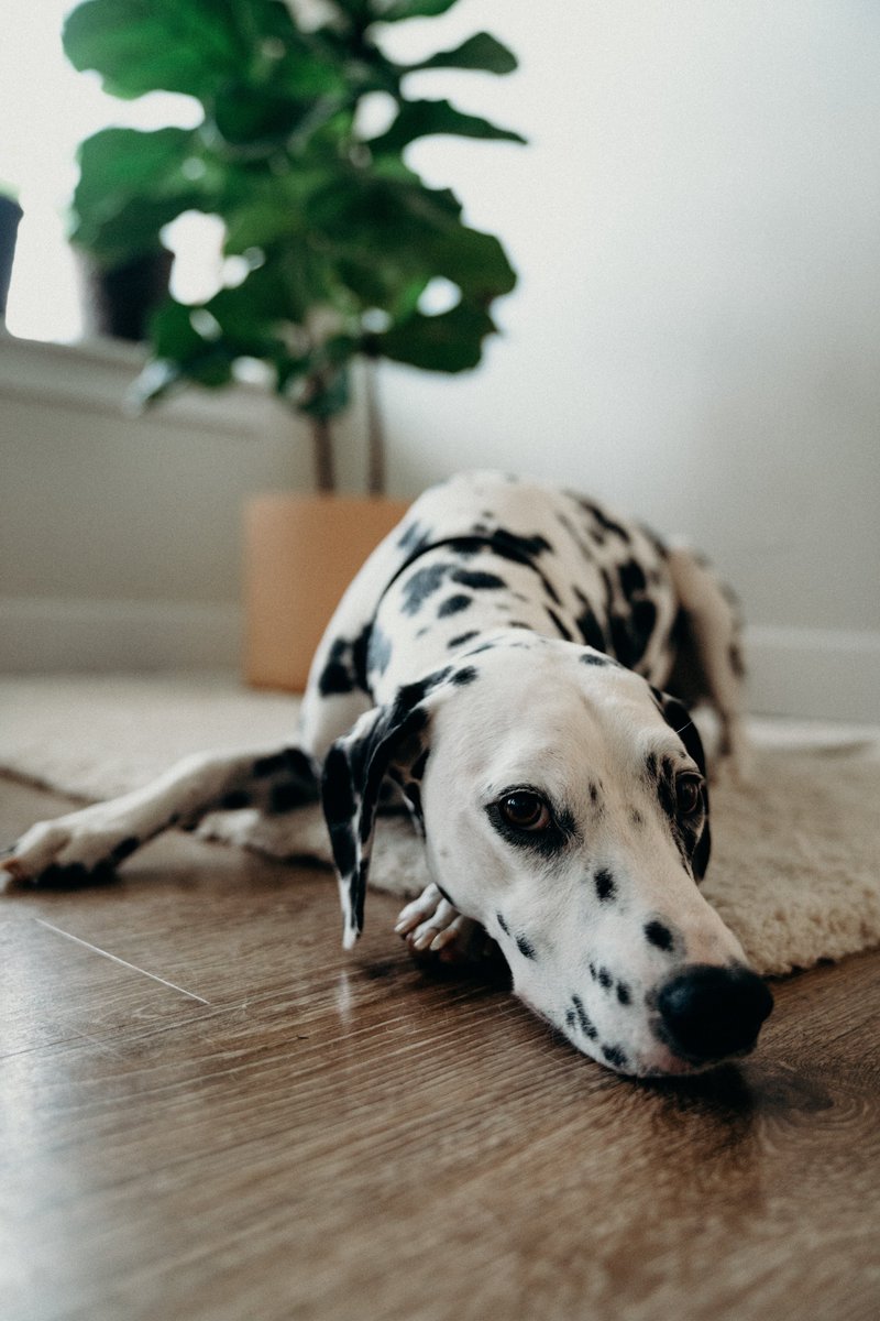 pupslore tweet picture