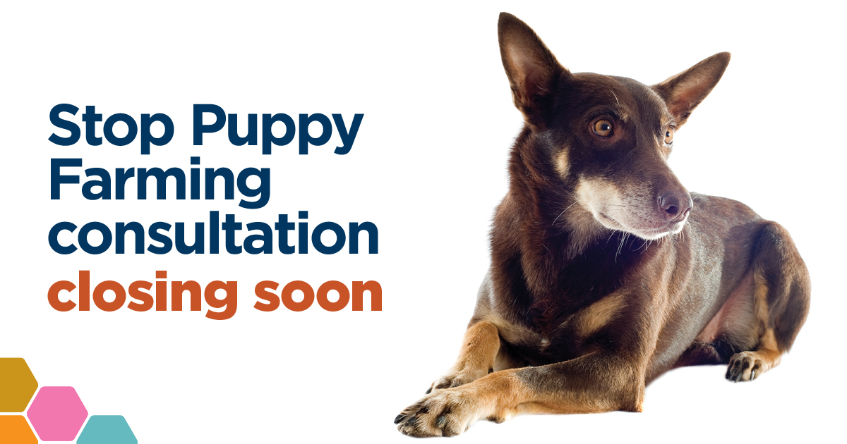 Have your say on draft Dog and Cat Regulations that will help to end puppy farming in WA. Read the discussion paper and complete the survey questionnaires here ➡️dlgsc.wa.gov.au/department/pub… #LocalGovernment #StopPuppyFarming