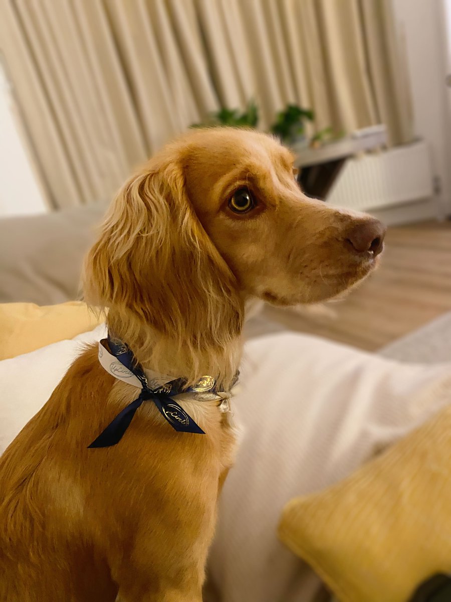 upcirclebeauty's tweet photo. UpCircle's mascot Maya! ๐ has transitioned from Bauble season ( officially now sold out) into Cracker season! ๐โจ
https://t.co/yQoXa7DfXs
#UpCircle #UpCirclebeauty #festivelaunch #FestiveSeason #puppy #puppylove #Sustainability #sustainable #vegan https://t.co/HBJ2erwDOh