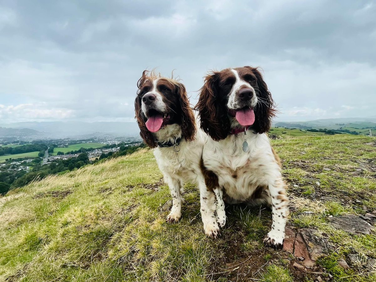 emmaspellmanOT's tweet photo. @theRCOT @soleinj_ @croydonhealth @QAHospTherapies @LynneTurton @lezeki Absolutely agree #PetsOfOTWeek23 during #OTWeek23 https://t.co/xCOgX6aHtn