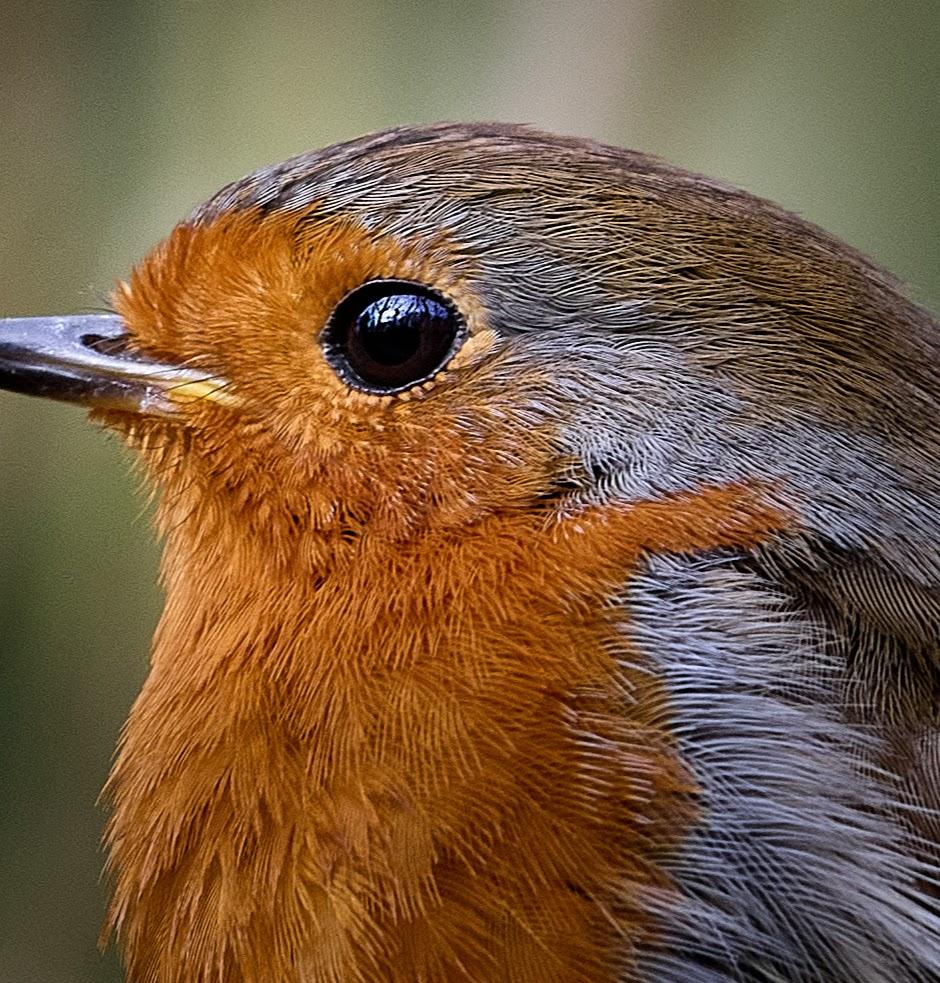 Robin.