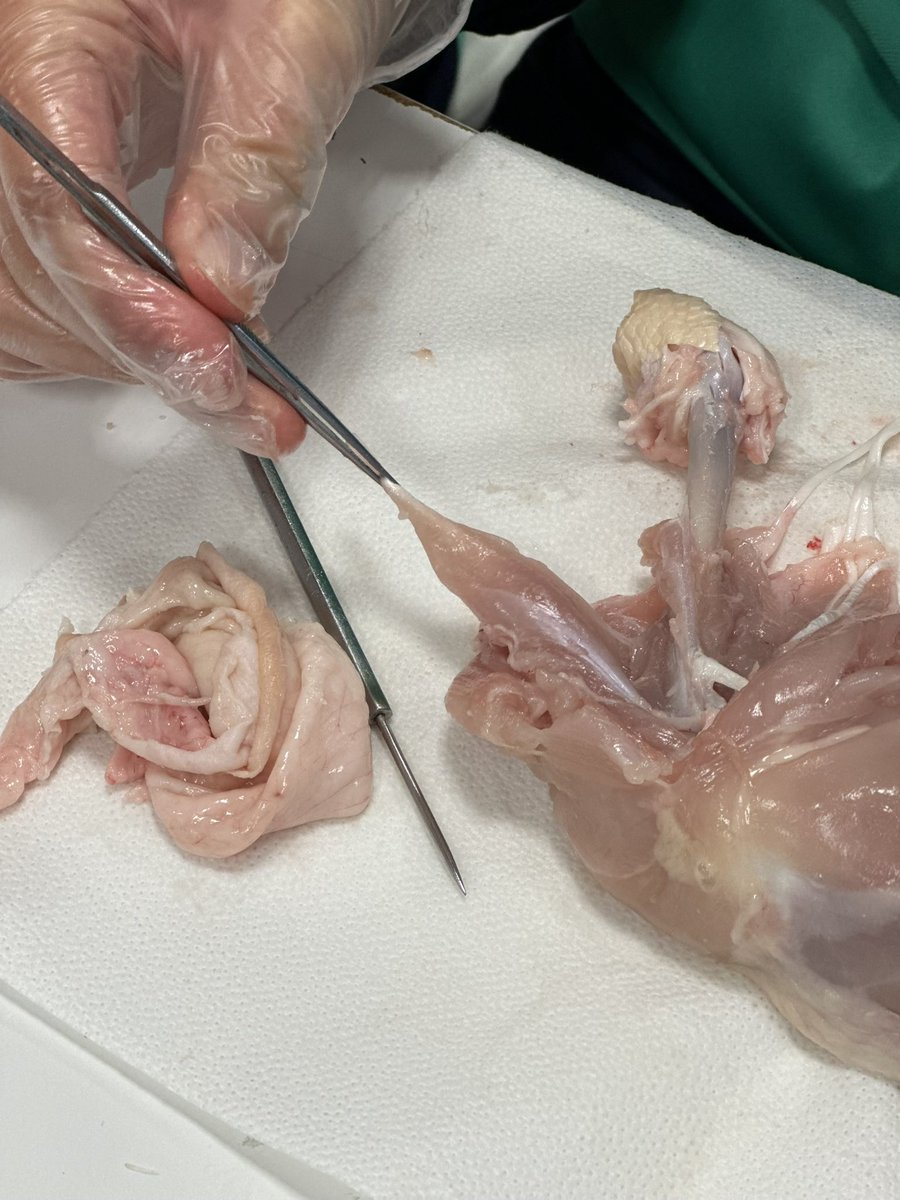 ¡Hoy en la clase de biología, los estudiantes de 3º de ESO llevamos a cabo una emocionante disección! 
Fue una experiencia educativa fascinante que nos permitió explorar la anatomía y aprender sobre la estructura muscular.

#ColegioLosAbetos #BiologíaEnAcción #AprendiendoCiencia