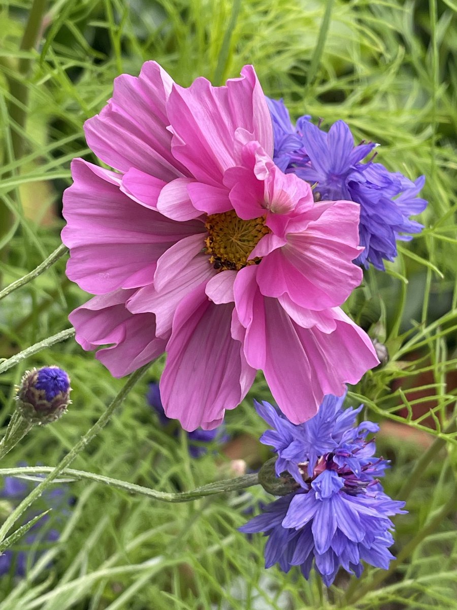 #ThrowbackThursday Morning love this pic of the pink Cosmos against the blue Cornflower. Have a great day all, what ever you’re up to, enjoy 🩷😍💙