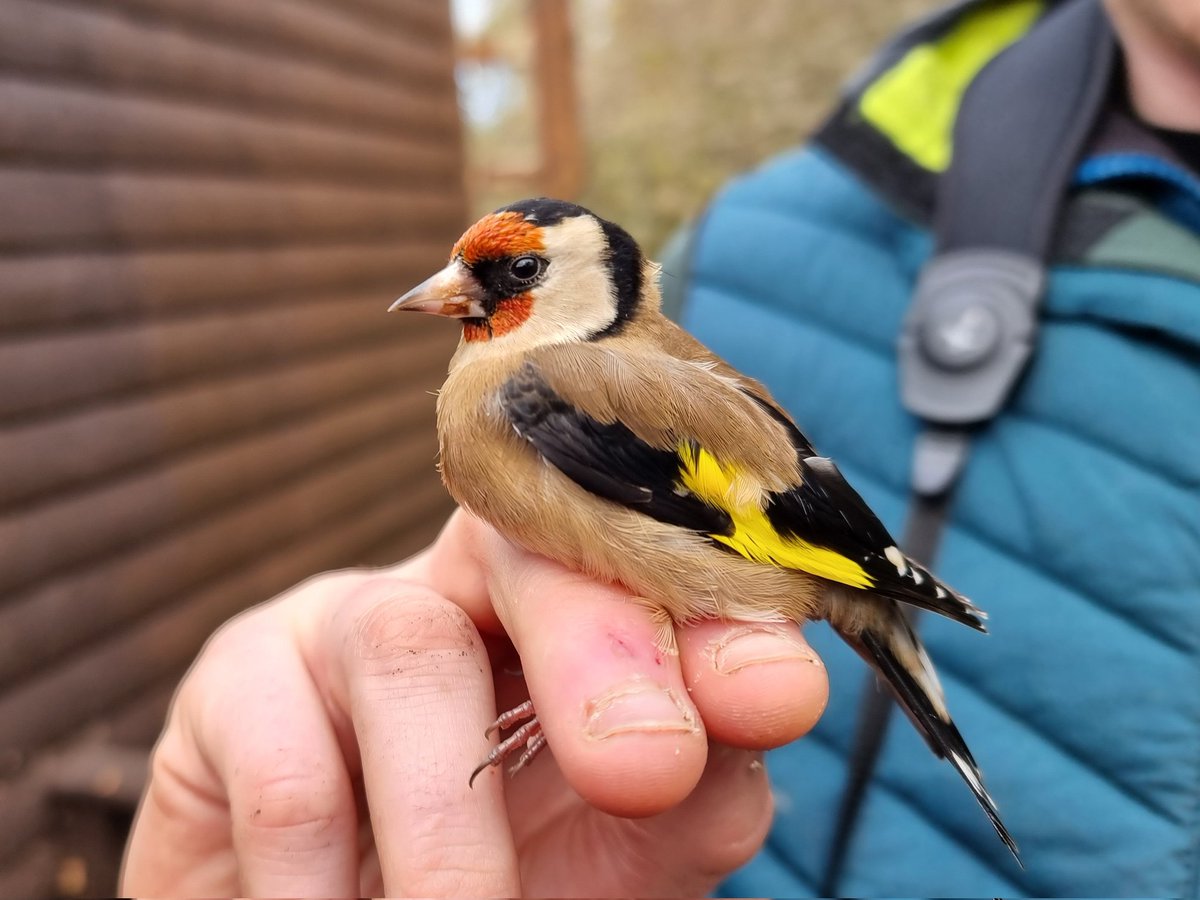 BirdWatchIE tweet picture