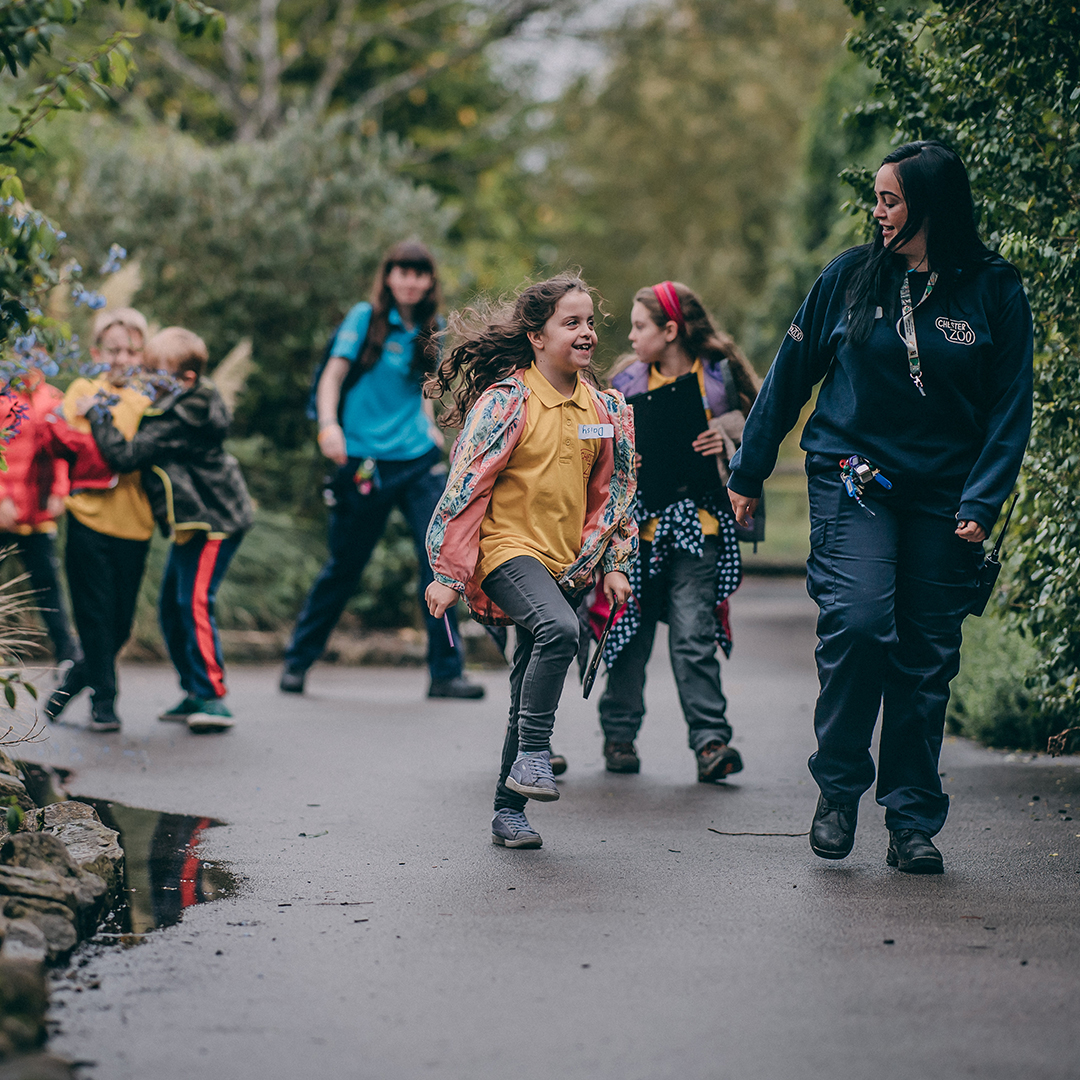 LearnatCZ's tweet photo. 1/2
Learning is at the ❤️of everything we do!

At @chesterzoo we've a talented team of educators, conservation communicators, content creators &amp; volunteers who work tirelessly to inform, inspire &amp; equip our visitors to live more sustainably &amp; in harmony with nature🌿

#IZEDay2023 https://t.co/8EJAMN2ddK