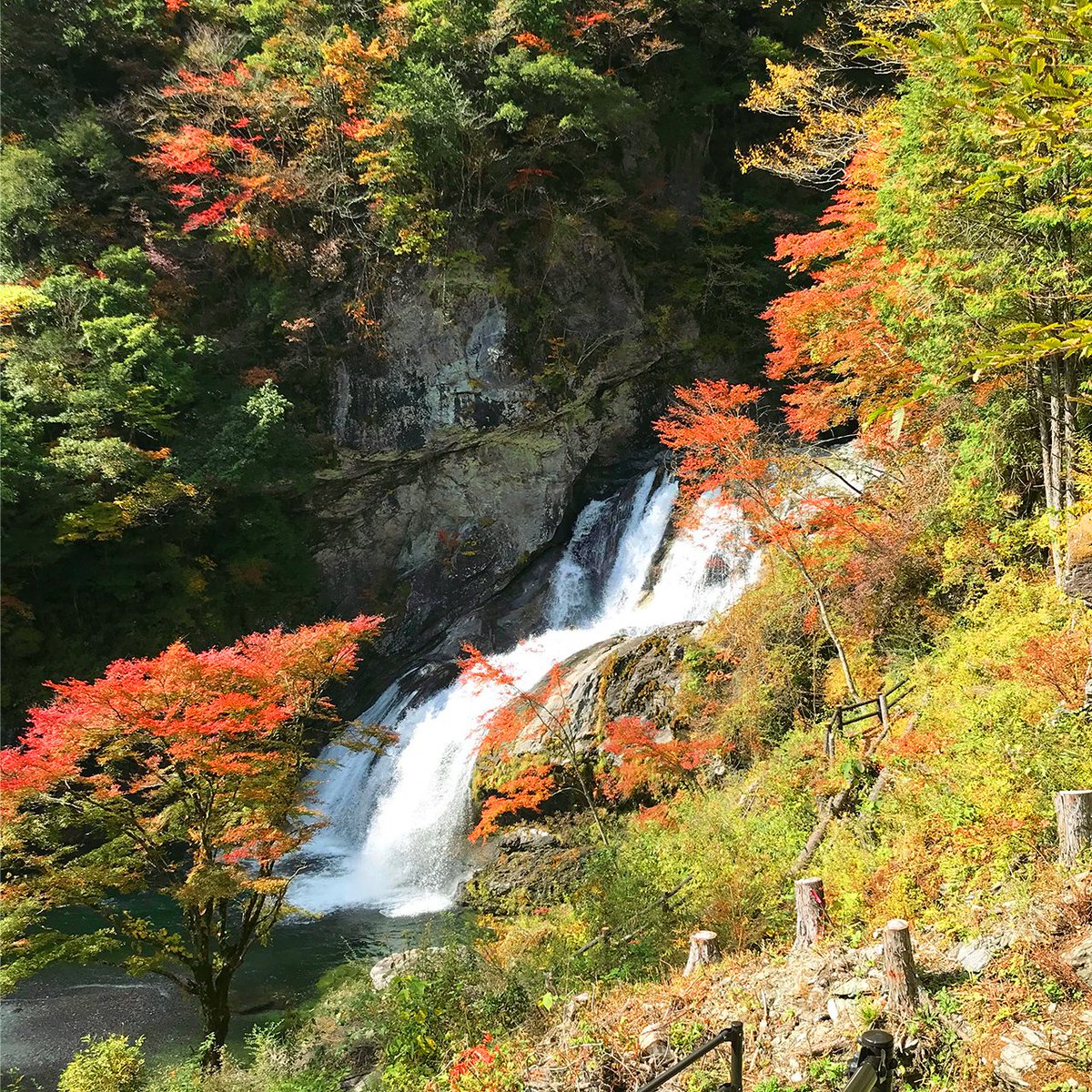 asahisyokuhin's tweet photo. そろそろ紅葉の季節ですね～🍂

高知県にも紅葉の名所がたくさんあるんですよ！
おすすめスポットは「瀬戸川渓谷」です✨

紅葉見ながらお散歩なんて、、、最高の癒し☺
（甘味必須。ゼッタイ） https://t.co/0wm5fyN5h8