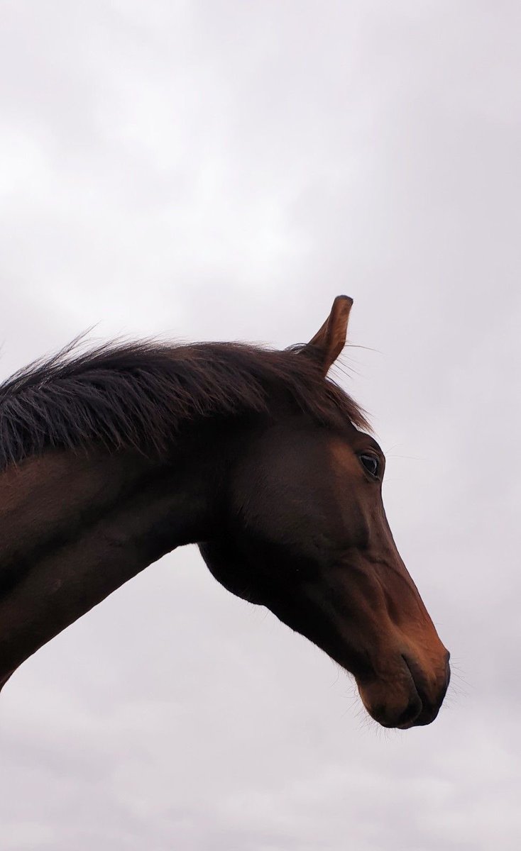 Horses🐎 (@thhorss) on Twitter photo 