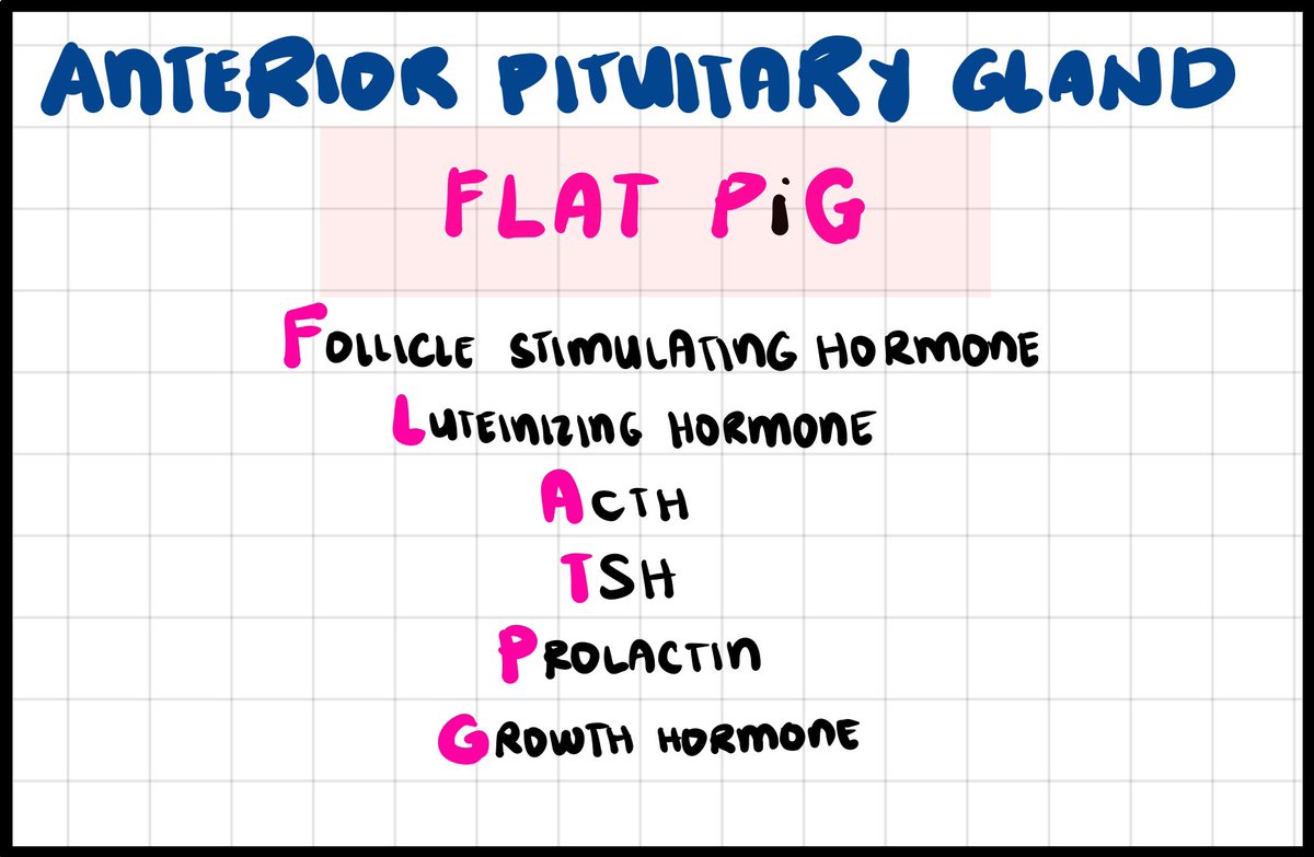 intern_mat's tweet image. 📝 Products of Anterior Pituitary Gland.

“FLAT PIG”

PS: pamana acronym lang from senior 👨🏻‍🔬
