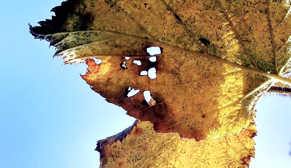 it’s easy to let go of
things this time of year!
with #autumn
as our mentor
we can only
sit in awe and applaud
the #beauty of it all
for each day-
like some great play
with many acts-
the scene changes🍂

linda✨

#myphoto #nature #life #joy #thursdayvibes #inspire #poem #write