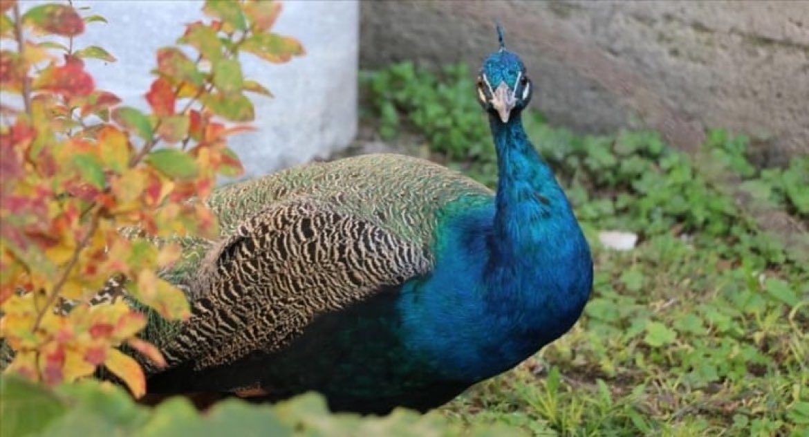 Tokat’ta yaşayan tavus kuşu "Garguk", sabah erken saatlerde öttüğü için CİMER’e şikayet edildi.