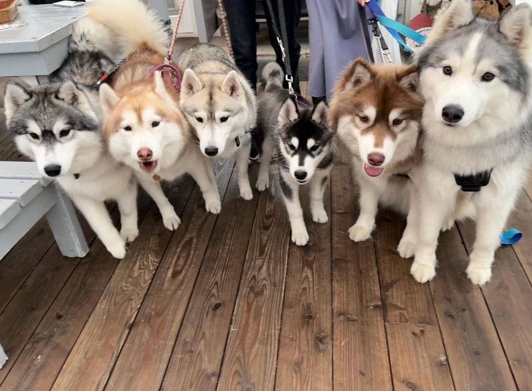 Хаски 12к тяг. Хаски 12. Лайка хаски маламут самоед. Хаски 12. Хаски 12.