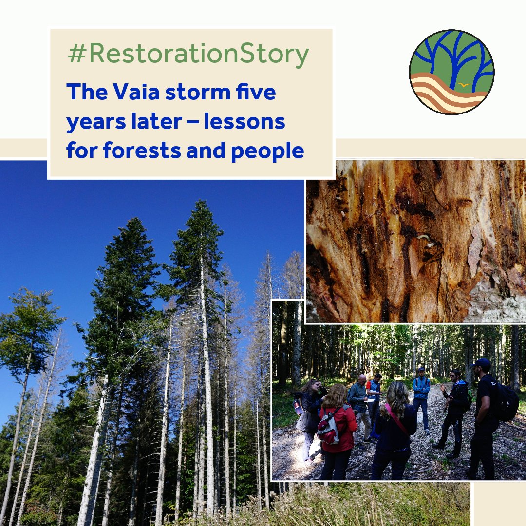 While the Asiago Plateau has had its downfalls such as tropical storm Vaia, it's now a first-of-its-kind open-air laboratory to envisage its #forests in the coming 100-150 years

Get inspired by this #RestorationStory by @AlbertoPauletto @FSCItalia
tinyurl.com/mw9dvdpu