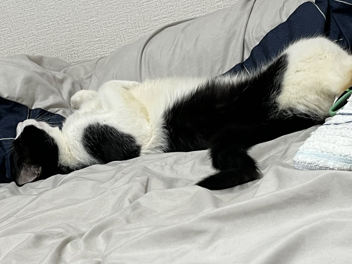 虎白！？🤣🤣🤣
可愛いけども🤣🤣🤣