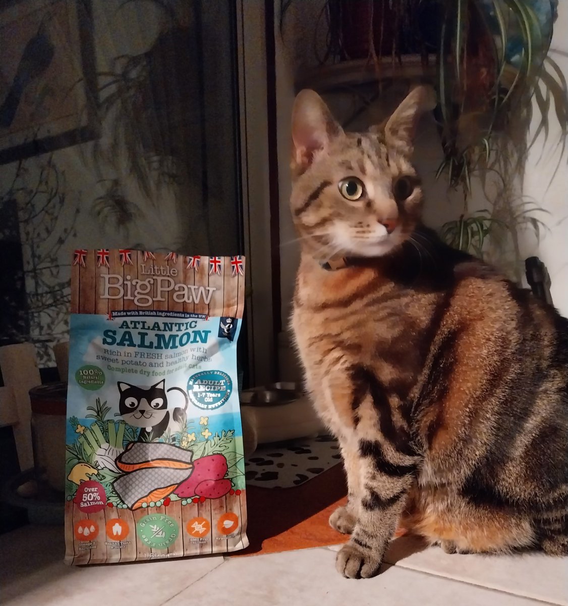 LittleBigPaw's tweet photo. Great to hear from Happy customers "My fur baby orion loves your cat food!" - Manuela https://t.co/Ctbx8CK7sw #littlebigpaw #madeintheuk #catfood https://t.co/OE6UYHCvG1