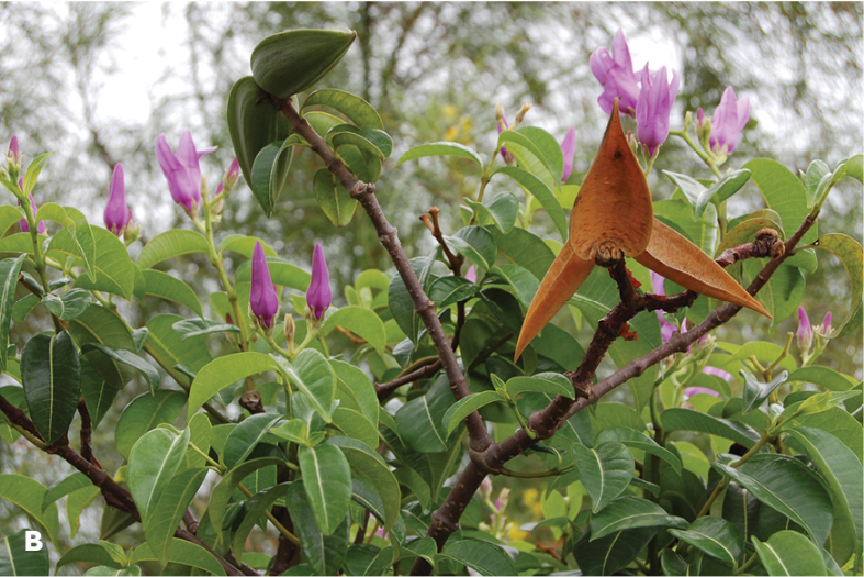 NeobiotaJournal's tweet photo. This study traces the origins and tracks the movements of invasive rubber vines, providing useful information that can be used in efforts to control them.

🔗 https://t.co/lA5CbZHvWD

#invasivespecies @ufvbr @CABI_News @_UEFS https://t.co/FrletC18WU