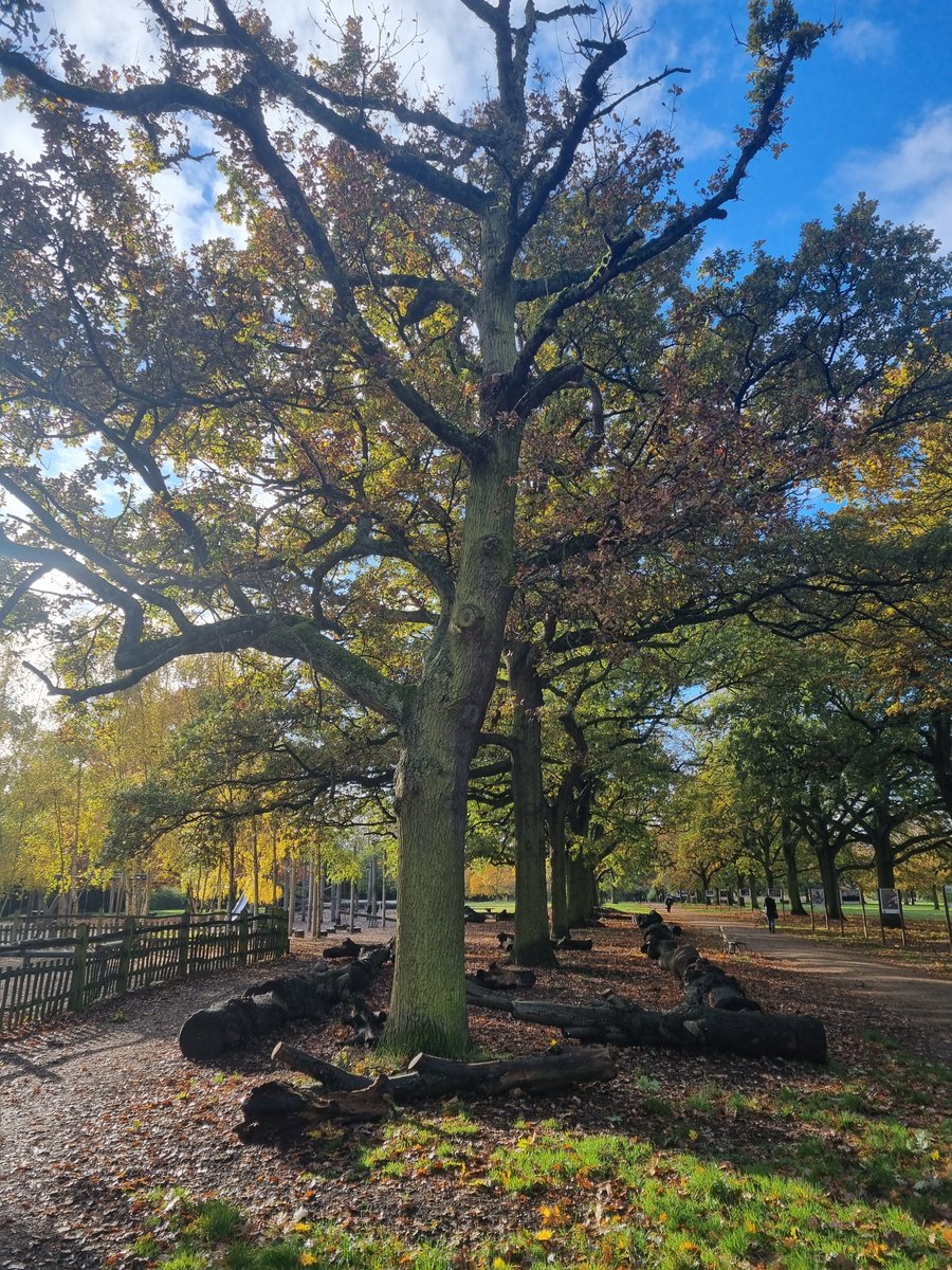 stfpictures's tweet image. What a perfect morning for a run. Healthy body, healthy mind. #SensethefuturePictures #running #innature #parks