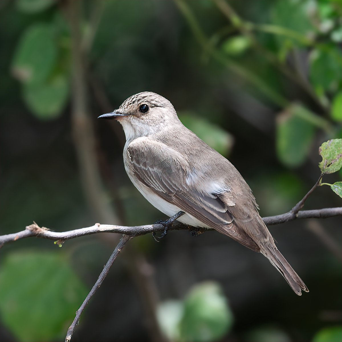 Sharing a series of Passage Migrant birds, passage through Gujarat – India    Do you have any migratory birds? Please feel free to share and comment.        

A drab brown songbird with a streaky white breast & crown.

Spotted Flycatcher - Muscicapa striata

#ThePhotoHour