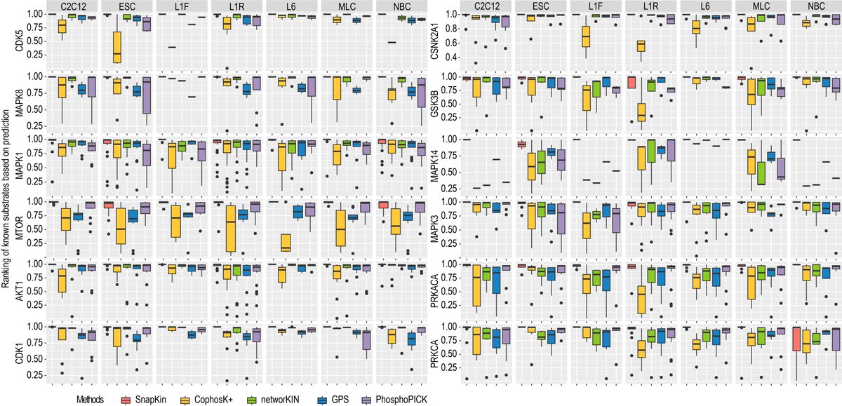 DiXiao22's tweet photo. 4/7 SnapKin's superior predictive capabilities are evident as it consistently ranks known kinase substrates higher than alternate methods. This performance establishes it as a vital tool in the phosphoproteome research toolkit. https://t.co/Xx87oZ07XB