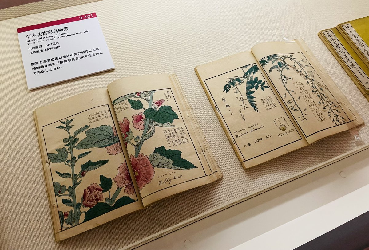 ngs_rekibun's tweet photo. #Nagasaki painter Kawahara Keiga is famous as one of the few Japanese artists who had access to #Dejima, and for his collaboration with #Siebold, for whom he painted landscapes, scenes of everyday life, portraits, botanical illustrations and more. https://t.co/YA3eqrOZlt