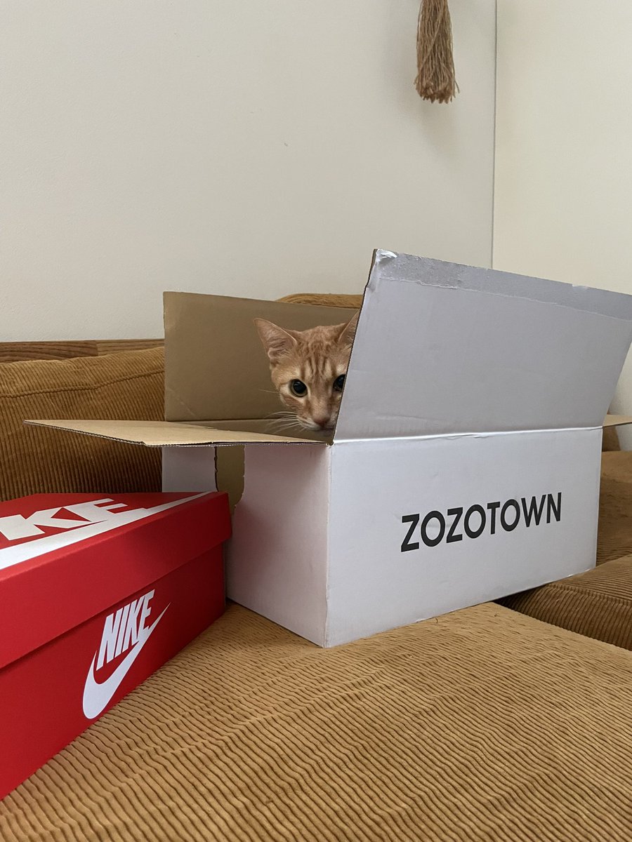 珍しい白い箱で届いたなあとおもったら！
これは白いだけで嬉しい🥰
猫は箱ってだけで大喜び！

#ZOZOWEEK箱CP