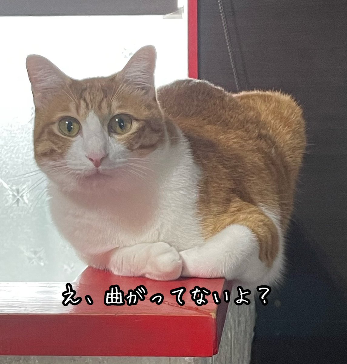 Ku4Kirera's tweet photo. 中心おかしいて
 #猫のいる暮らし https://t.co/ljHqseknqj