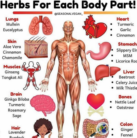 OrganicLiveFood's tweet photo. Every disease has an herb to cure it    🌿

https://t.co/A7Nxo0PSpW https://t.co/T3ZuzGzCeD